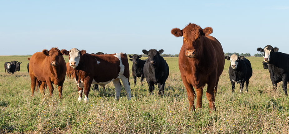 Herd of cattle safe from stray voltage thanks to participating in Consumers Energy stray voltage program